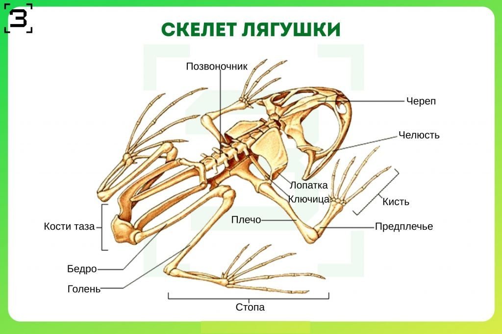 Какой скелет у лягушки. Схема строения скелета лягушки биология 7 класс. Скелет лягушки 6 класс. Строение скелета амфибий.