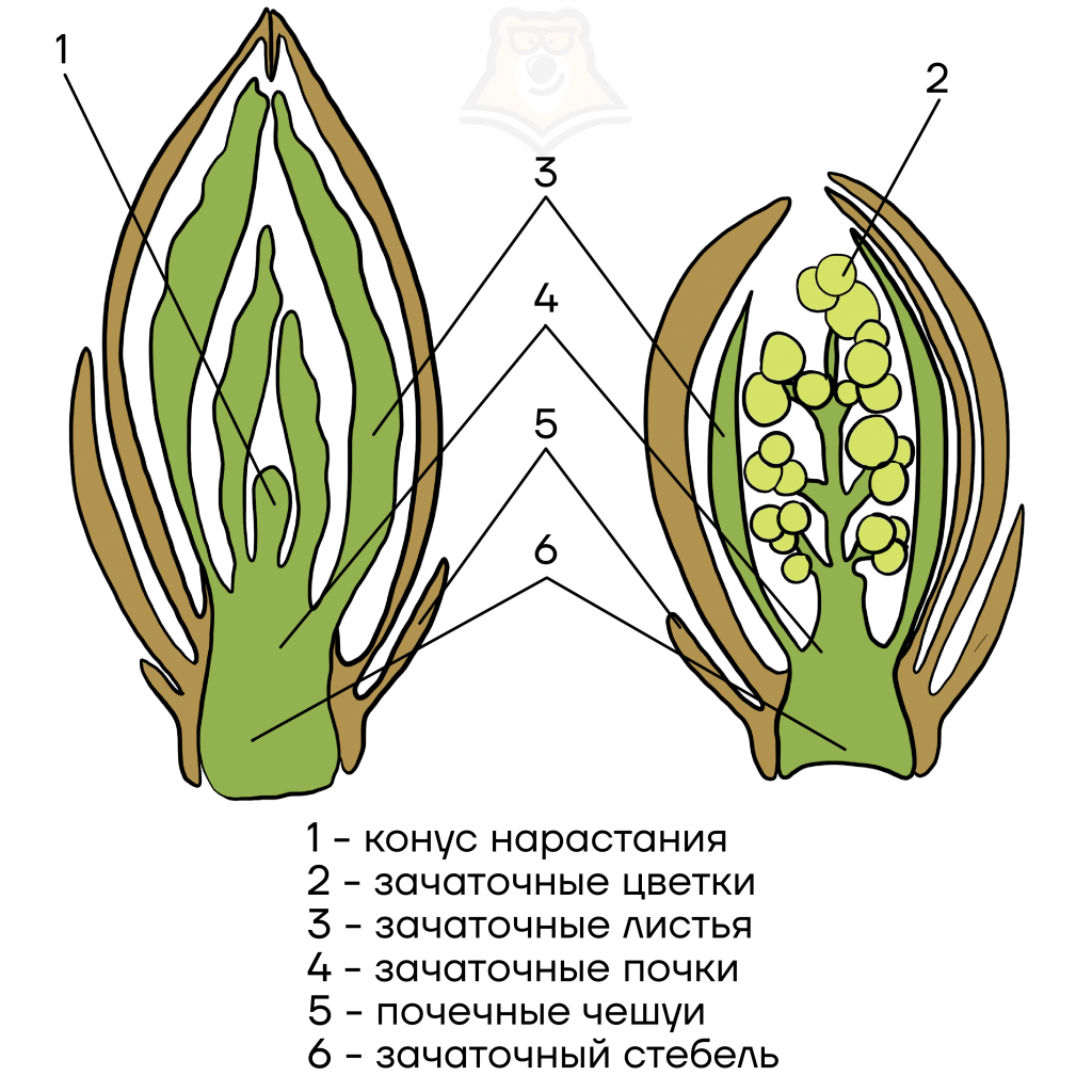 Какой элемент цветочной почки обозначен на рисунке цифрой 1