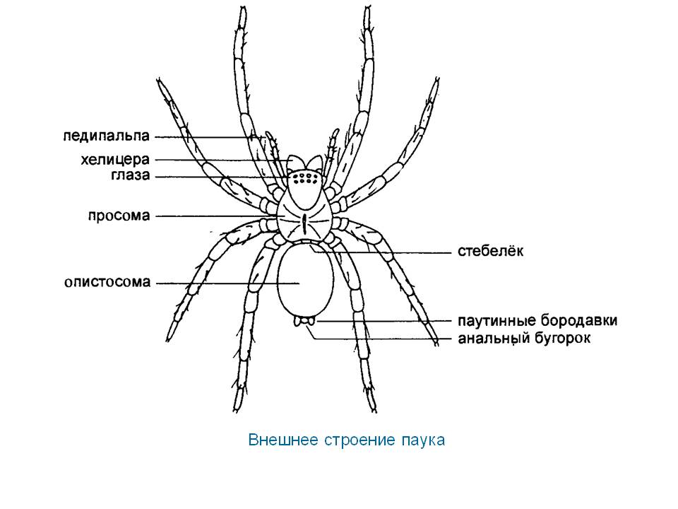 Паук крестовик тип развития. Внешнее строение паука крестовика рисунок. Строение паука крестовика. Внешнее строение паука 7 класс биология. Внешнее строение паука крестовика 7 класс.